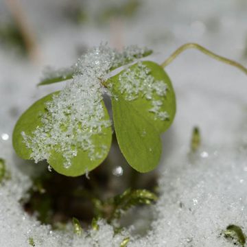 Oxalis acetosella