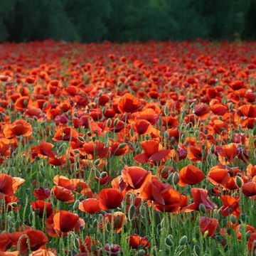 Klatschmohn