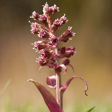 Petasites hybridus