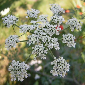 Parsley