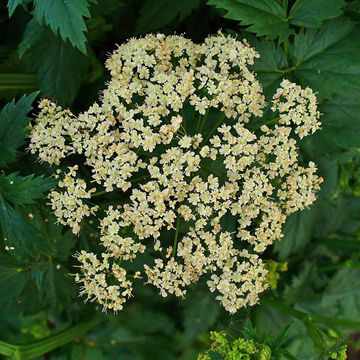 Greater Burnet-saxifrage