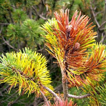 Pinus mugo