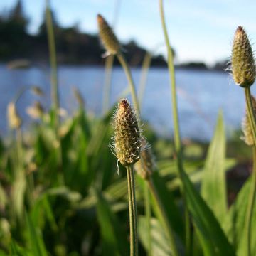 Ribwort Plantain