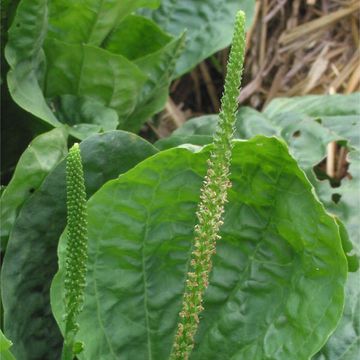 Plantago major