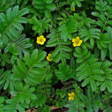 Silverweed (Common)