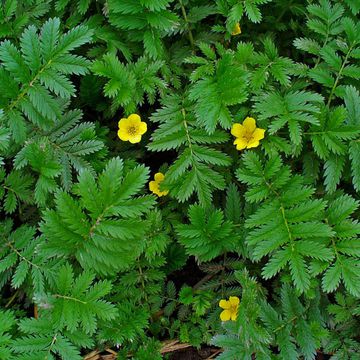 Potentilla anserina