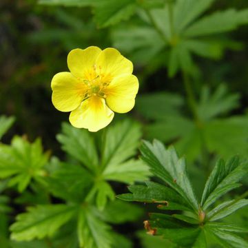 Potentilla erecta