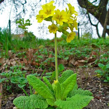 Primula officinalis