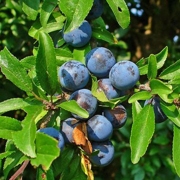 Prunus spinosa