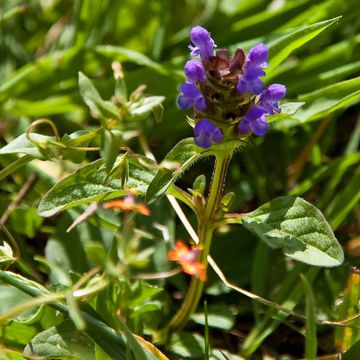 Prunella vulgaris