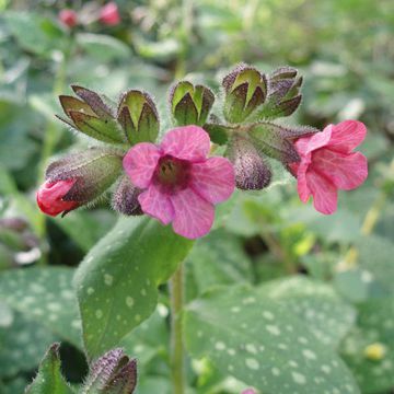 Pulmonaria officinalis