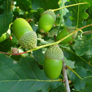 Pedunculate Oak