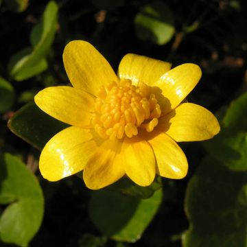 Lesser Celandine