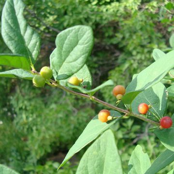 Rhamnus cathartica