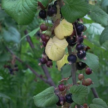 Schwarze Johannisbeere