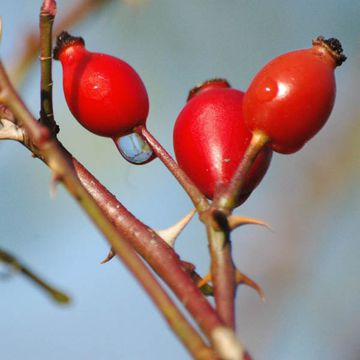 Rosa canina