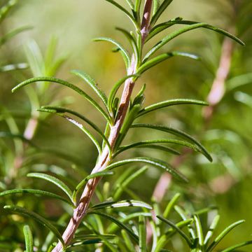 Rosmarinus officinalis