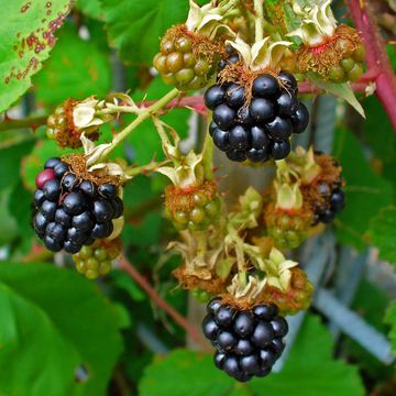 Rubus fruticosus