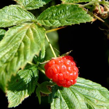 Rubus idaeus