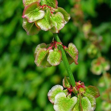 Rumex acetosa