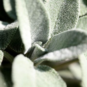 Garden Sage