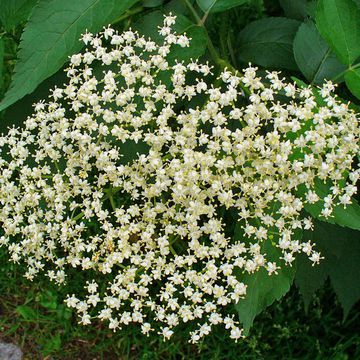 Elder (Black)