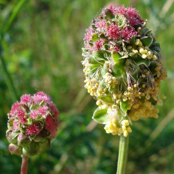 Kleine Wiesenknopf