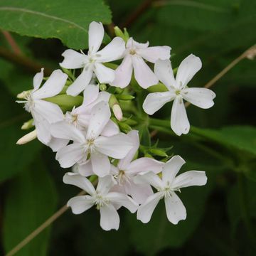 Saponaria officinalis