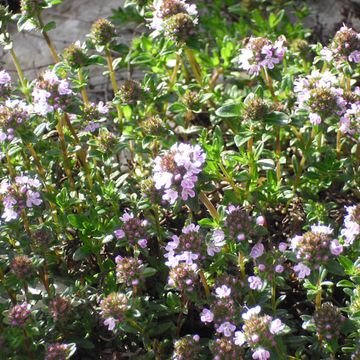 Winter Savory