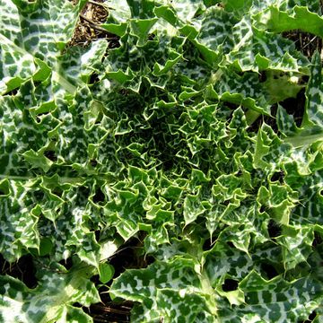 Blessed Milk Thistle