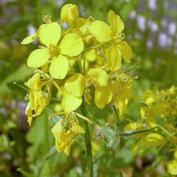 White Mustard