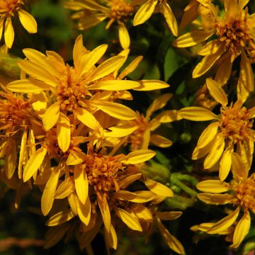 European Goldenrod