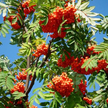 Sorbus aucuparia