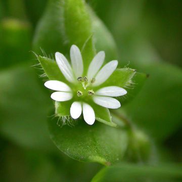 Stellaria media