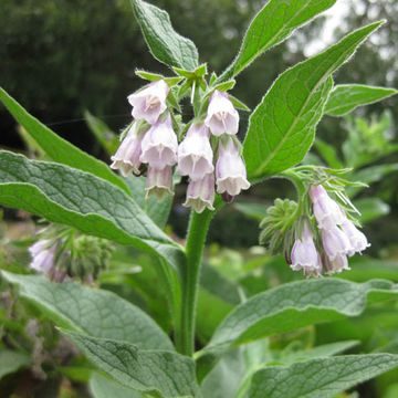 Symphytum officinale