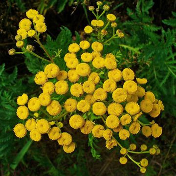 Tanacetum vulgare