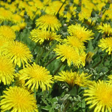 Taraxacum officinale