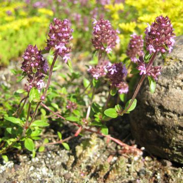 Thymus pulegioides