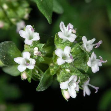 Thymus vulgaris