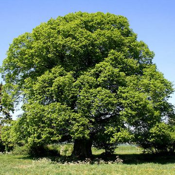 Large-leaved Linden