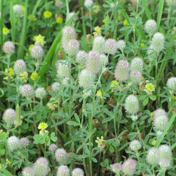 Trifolium arvense