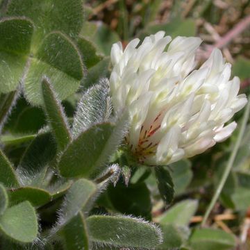 Trifolium pratense