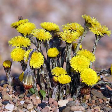 Tussilago farfara