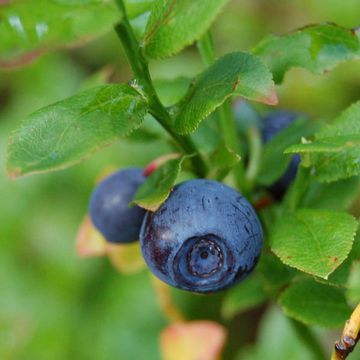 Vaccinium myrtillus