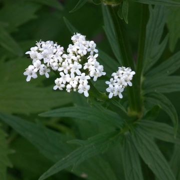 Valeriana officinalis