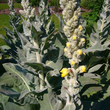 Verbascum densiflorum