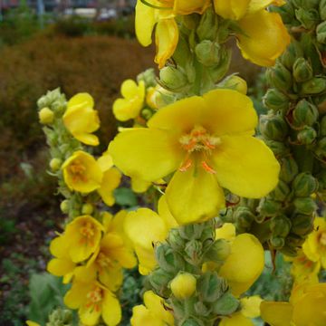 Mullein (Common)