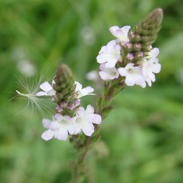 Verbena officinalis