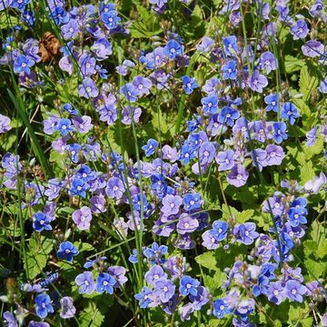 Heath Speedwell