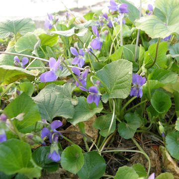 Viola odorata